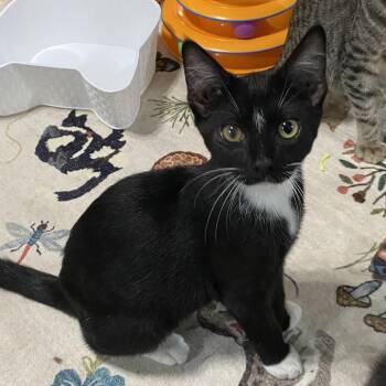 Archie -  Domestic Short Hair Cat for Adoption in Denison, Texas - Archie | PetCurious