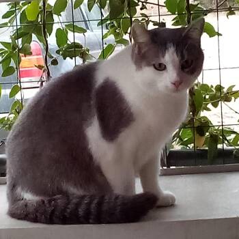Rescue Domestic Short Hair and Tuxedo Cats for Adoption in Andover, Kansas - LACEY | PetCurious