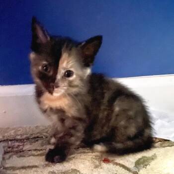 Venus -  Domestic Short Hair Cat for Adoption in Springboro, Ohio - Venus | PetCurious