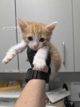 Boston -  Domestic Short Hair Cat for Adoption in Sevierville, Tennessee - Boston | PetCurious