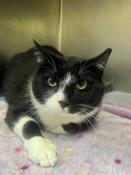 Rescue Domestic Medium Hair Cats for Adoption in Hilton Head Island, South Carolina - Felt | PetCurious