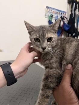 26-322 Mama Fiona -  Domestic Short Hair Cat for Adoption in Barnesville, Georgia - 26-322 Mama Fiona | PetCurious