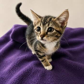 Olympia -  Domestic Short Hair Cat for Adoption in Madison, Wisconsin - Olympia | PetCurious
