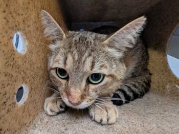 FABIAN -  Domestic Short Hair Cat for Adoption in Kent, Washington - FABIAN | PetCurious