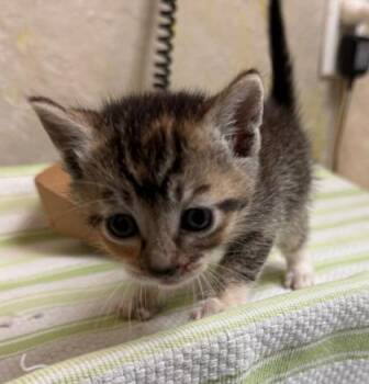 Paloma Mami -  Domestic Short Hair Cat for Adoption in Honolulu, Hawaii - Paloma Mami | PetCurious