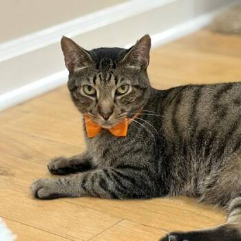 Sylvester -  Domestic Short Hair Cat for Adoption in Atlanta, Georgia - Sylvester | PetCurious