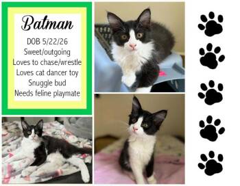 Batman -  Domestic Medium Hair Cat for Adoption in Longview, Texas - Batman | PetCurious