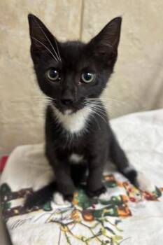 Maxwell -  Domestic Short Hair Cat for Adoption in Honolulu, Hawaii - Maxwell | PetCurious