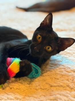 Bayu -  Domestic Short Hair Cat for Adoption in Houston, Texas - Bayu | PetCurious