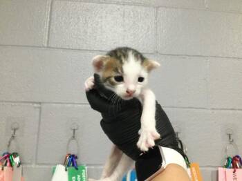 A1919981 -  Domestic Short Hair Cat for Adoption in Thousand Palms, California - A1919981 | PetCurious