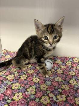 Bon Bon -  Domestic Short Hair Cat for Adoption in Salt Lake City, Utah - Bon Bon | PetCurious