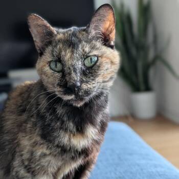 Domestic Short Hair Cats Available for Adoption in Tampa, Florida - Amanda | PetCurious