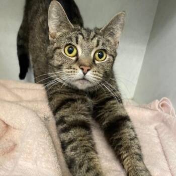 Domestic Short Hair Cats Available for Adoption in Dayton, Ohio - Silkie | PetCurious
