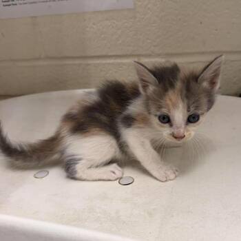 Domestic Short Hair Cats Available for Adoption in Bastrop, Texas - Tawny 26-05-123 | PetCurious