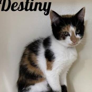 Destiny -  Domestic Short Hair Cat for Adoption in Manistee, Michigan - Destiny | PetCurious