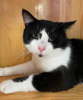 Beau -  Domestic Short Hair Cat for Adoption in Wilmington, North Carolina - Beau | PetCurious