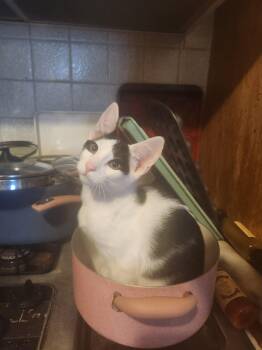 Driver -  Tabby and Domestic Short Hair Cat for Adoption in Walnut Creek, California - Driver | PetCurious