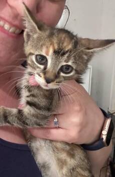 House Goblin -  Domestic Short Hair Cat for Adoption in Douglasville, Georgia - House Goblin | PetCurious