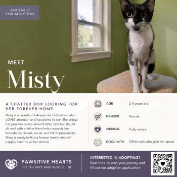 Misty -  Domestic Short Hair Cat for Adoption in Kenhorst, Pennsylvania - Misty | PetCurious