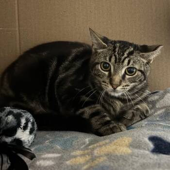 SPROUT -  Domestic Short Hair Cat for Adoption in Ben Avon, Pennsylvania - SPROUT | PetCurious