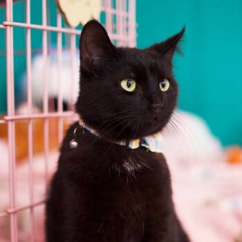 Rescue Siamese Cats for Adoption in Morgan Hill, California - 8-Ball | PetCurious