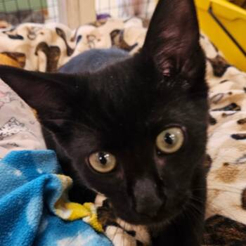 Rescue Domestic Short Hair Cats for Adoption in Newport, Tennessee - Binx | PetCurious