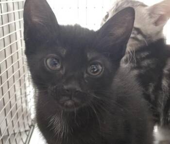 Domestic Short Hair Cats Available for Adoption in Fort Lauderdale, Florida - PIPER | PetCurious