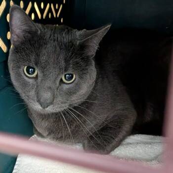 Casper -  Domestic Short Hair Cat for Adoption in Fairport, New York - Casper | PetCurious