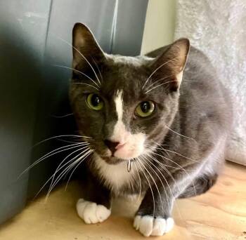 Ollie -  Domestic Short Hair Cat for Adoption in Crockett, California - Ollie | PetCurious