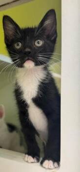 Martini -  Domestic Short Hair Cat for Adoption in Fort Myers, Florida - Martini | PetCurious