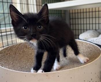 FAITH -  Domestic Short Hair Cat for Adoption in Sarasota, Florida - FAITH | PetCurious