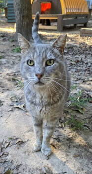 Rescue Domestic Short Hair and Tabby Cats for Adoption in Magnolia Springs, Alabama - Bert | PetCurious