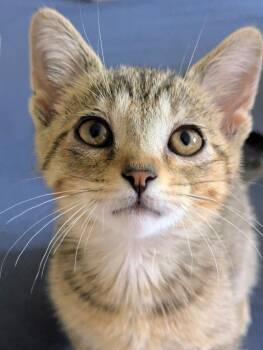 Wilbur -  Domestic Short Hair Cat for Adoption in Arthur, Ontario - Wilbur | PetCurious