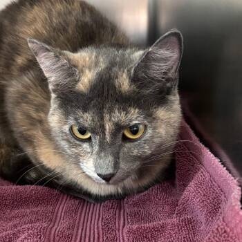 Smokey -  Domestic Short Hair Cat for Adoption in Council Bluffs, Iowa - Smokey | PetCurious