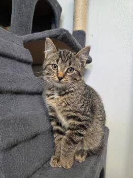 Rescue Domestic Short Hair Cats for Adoption in Spencer, Iowa - Harriet | PetCurious
