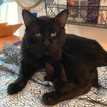 Velcro-Fee Waived -  Domestic Short Hair Cat for Adoption in Brimfield, Massachusetts - Velcro-Fee Waived | PetCurious