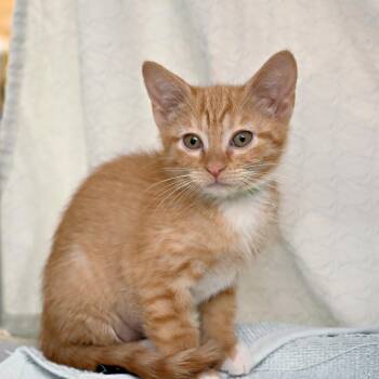 Mandarin -  Domestic Short Hair Cat for Adoption in Seattle, Washington - Mandarin | PetCurious