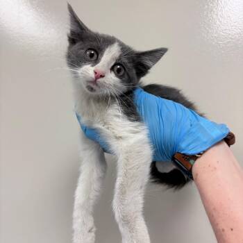 Count Catula -  Domestic Medium Hair Cat for Adoption in Reno, Nevada - Count Catula | PetCurious