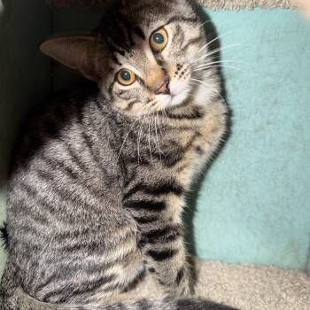 Theo -  Domestic Short Hair Cat for Adoption in Chisholm, Minnesota - Theo | PetCurious