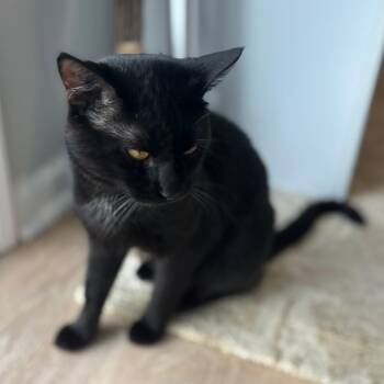 Onyx -  Domestic Short Hair and Bombay Cat for Adoption in Nashville, Tennessee - Onyx | PetCurious