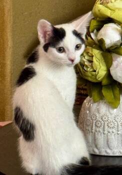 Kung Fu Panda - Critter Crew Litter -  Turkish Van Cat for Adoption in Anthem, Arizona - Kung Fu Panda - Critter Crew Litter | PetCurious