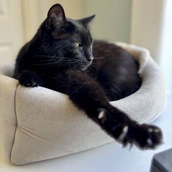 Rescue Domestic Short Hair Cats for Adoption in Union City, California - Charlie - The Big Baby | PetCurious