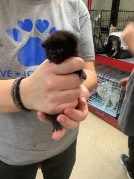 Rescue Domestic Short Hair Cats for Adoption in Fort Worth, Texas - 59469389 | PetCurious