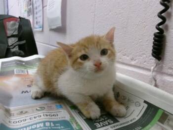 Domestic Short Hair Cats Available for Adoption in Jacksonville, Florida - HISS | PetCurious