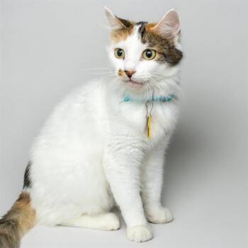 LIMESTONE -  Domestic Short Hair Cat for Adoption in St. Louis, Missouri - LIMESTONE | PetCurious