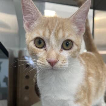 Juno -  Domestic Short Hair Cat for Adoption in Reno, Nevada - Juno | PetCurious