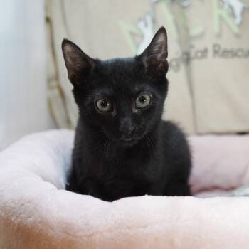 Uno Short -  Domestic Short Hair Cat for Adoption in Garland, Texas - Uno Short | PetCurious