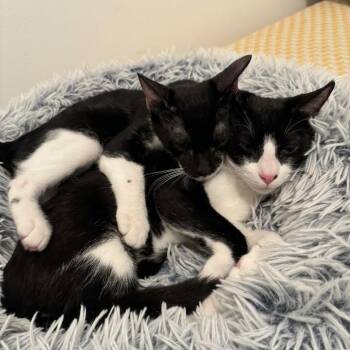 Batman and Robin (bonded brothers) -  Domestic Short Hair Cat for Adoption in Charleston, South Carolina - Batman And Robin (bonded Brothers) | PetCurious