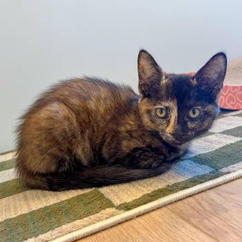 Velma -  Domestic Short Hair Cat for Adoption in San Diego, California - Velma | PetCurious