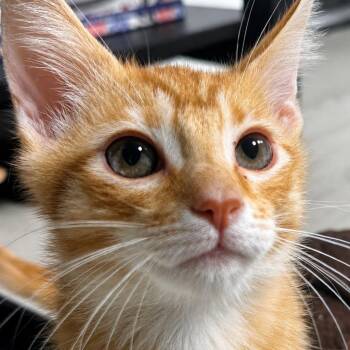 Camping -  Domestic Short Hair Cat for Adoption in Westminster, California - Camping | PetCurious